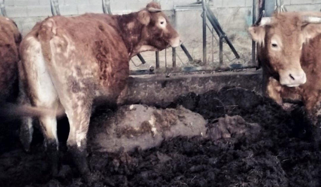 Agonie et cadavres : 119 bovins pris en charge par l’OABA