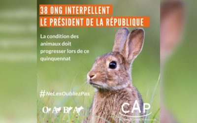 Condition animale : nous interpellons Emmanuel Macron !