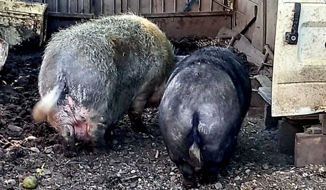 10 cochons menacés, confiés à l’OABA
