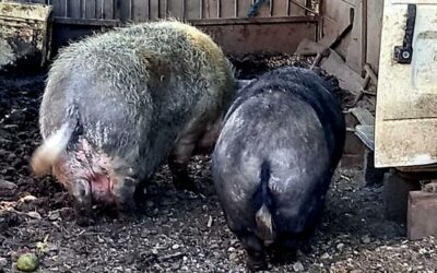 10 cochons menacés, confiés à l’OABA