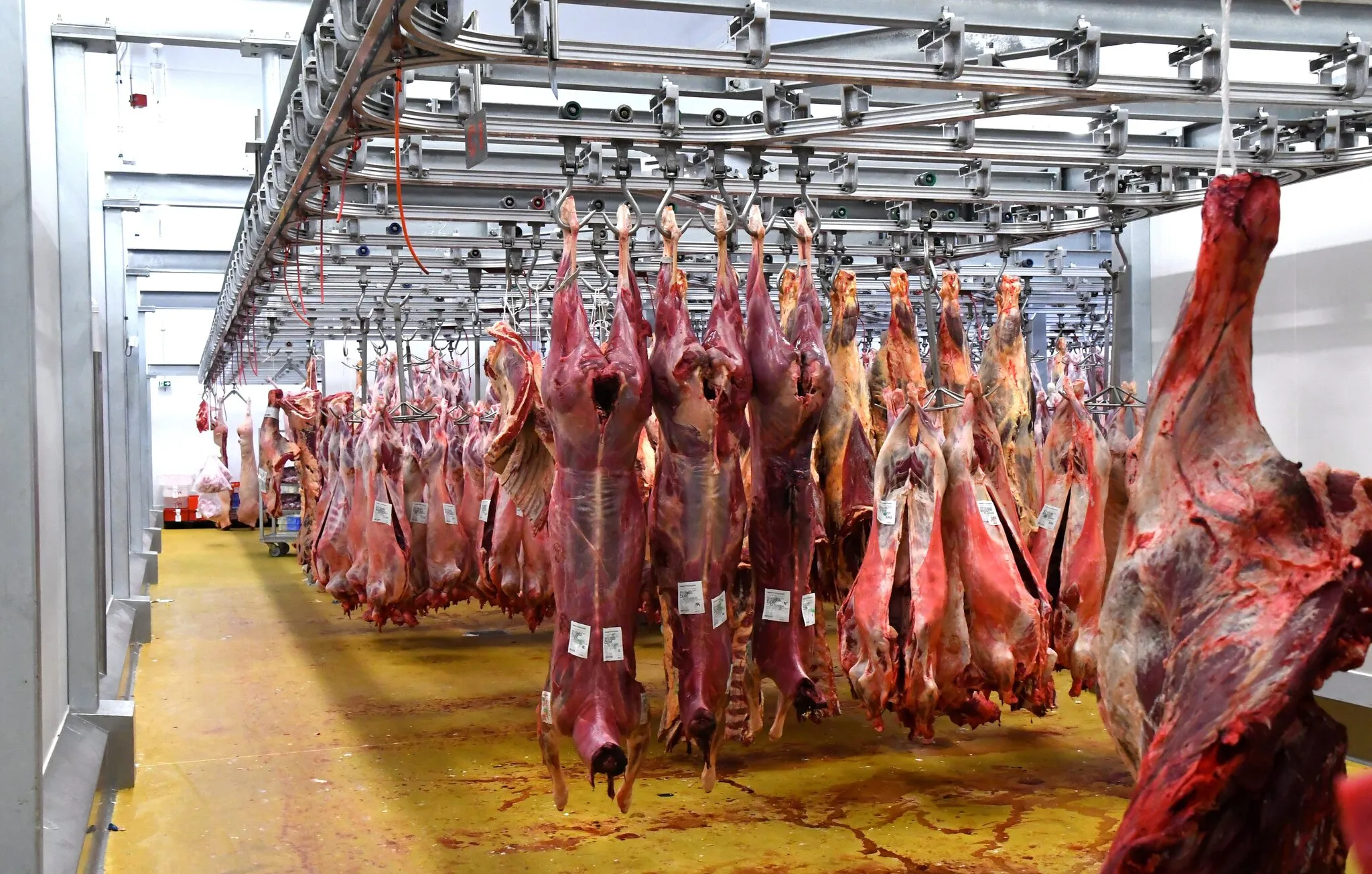 chaîne d'abattage de bovins