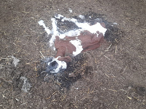 Cadavre de vache en décomposition suite à abandon