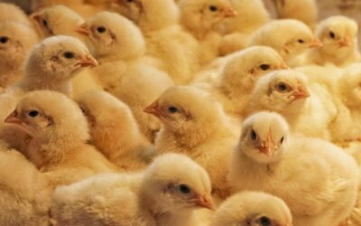 Fin de l’élimination des poussins : l’occasion manquée par le Gouvernement…