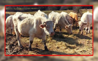 Nouveau retrait d’animaux abandonnés : 56 bovins