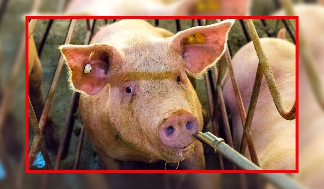 Fin de l’élevage en cage : 11 ONG de protection animale tirent la sonnette d’alarme