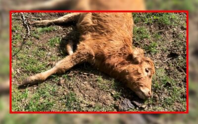 95 bovins rescapés parmi des cadavres