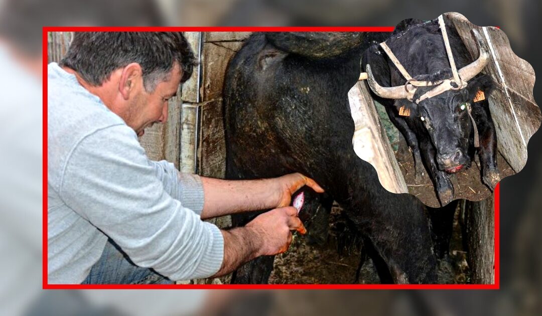 Mauvais traitements sur des taureaux : l’Alliance Anticorrida et l’OABA portent plainte