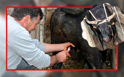 Mauvais traitements sur des taureaux : l’Alliance Anticorrida et l’OABA portent plainte