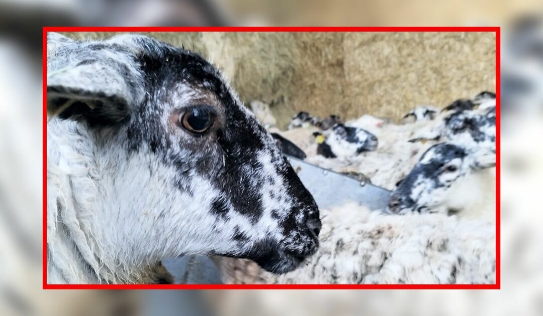 Intervention pour 200 moutons négligés dans les Ardennes