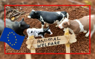 [EUROPE] 2023 : une occasion manquée par les politiques pour améliorer le bien-être des animaux d’élevage
