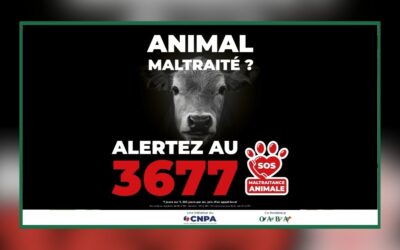 3677 : SOS Maltraitance Animale