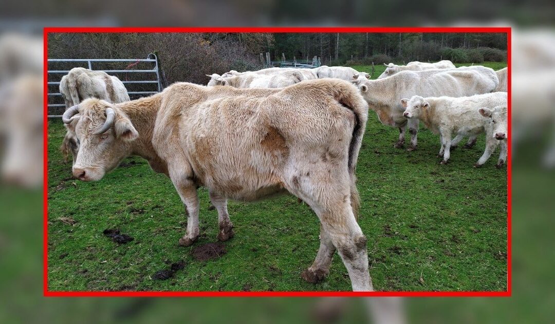 Saisie dans la Nièvre : un défi de taille pour l’OABA