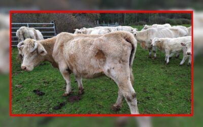 Saisie dans la Nièvre : un défi de taille pour l’OABA