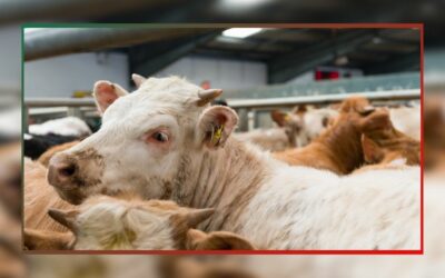 L’action de l’OABA auprès des abattoirs