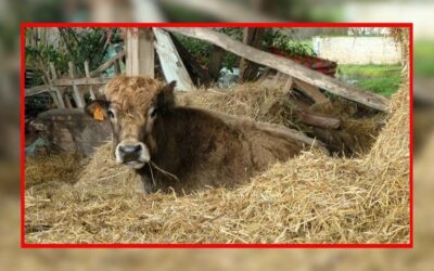 Dernière intervention de 2024 : 86 bovins retirés