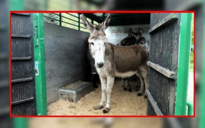 117 animaux retirés chez un maltraitant récidiviste