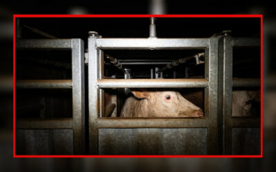 Maltraitances en abattoirs : l’OABA et 5 autres ONG adressent une lettre ouverte à la ministre de l’Agriculture