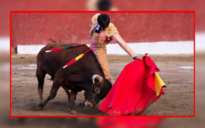 CORRIDA : Controverse à l’Organisation Mondiale de la Santé Animale