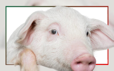 Filière porcine et labels