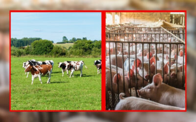Politique agricole sans bien-être animal : Lettre ouverte au 1er ministre