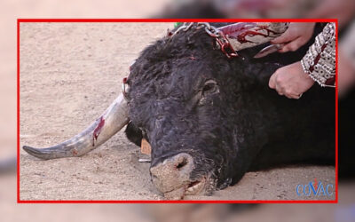 Lutte contre la corrida : quand la science et l’éthique dénoncent une “tradition”