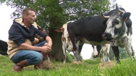 chaîne d'abattage de bovins