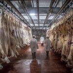 chaîne d'abattage de bovins