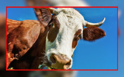 Dermatose nodulaire contagieuse bovine : Arrêtons le massacre !