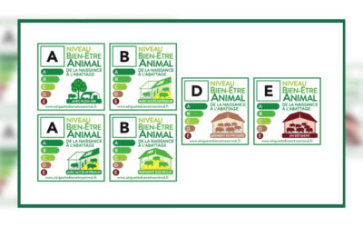 Auchan sort la 1ère Étiquette Bien-Être Animal porc