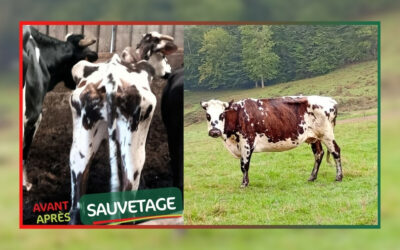 [Maltraitance animale] Sauvés de la mort à Niort