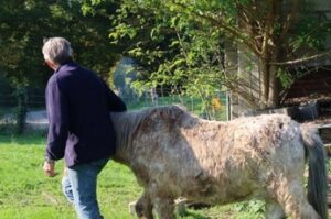 chaîne d'abattage de bovins