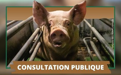 Révision de la législation UE sur le bien-être animal : ils ont besoin de votre voix