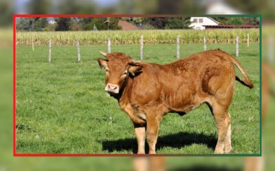 Bilan 2025 : Une année d’actions déterminantes pour le bien-être des animaux d’élevage