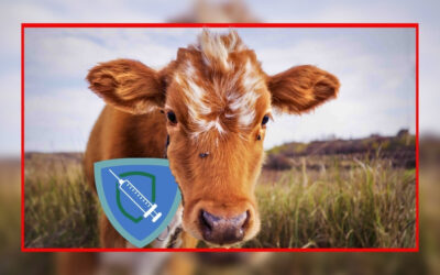 Dermatose Nodulaire Contagieuse (DNC) : L’OABA demande une protection vaccinale renforcée