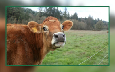 Collaboration OABA – GDS France : mobiliser les structures d’accueil pour les animaux saisis