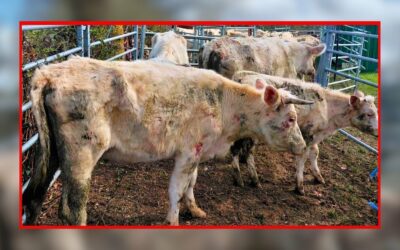 Saisie de 200 animaux dans le Calvados : l’OABA mobilisée