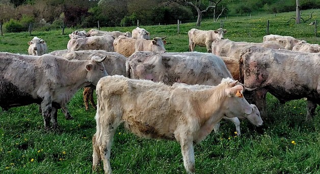 chaîne d'abattage de bovins