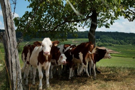 chaîne d'abattage de bovins