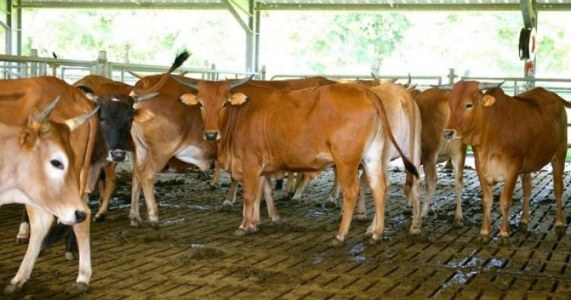 élevage boeuf rci chaîne d'abattage de bovins