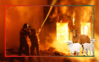 [Communiqué] Urgence incendies : l’OABA mobilisée pour les animaux d’élevage