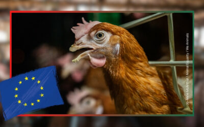 Stratégie européenne pour l’élevage : enfin un calendrier officiel, mais des animaux qui risquent d’attendre encore longtemps