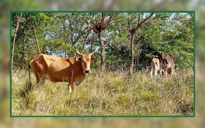 Guadeloupe : L’OABA signe une convention de lutte contre la maltraitance des animaux d’élevage