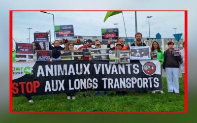 Action à Calais : l’OABA et ses partenaires manifestent pour que Irish Ferries cesse le transport illégal de veaux non sevrés