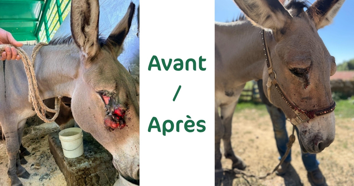 image pour partage lien oaba 1200630 (15)