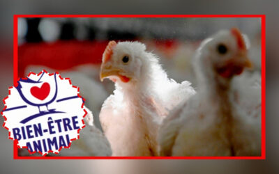 Bien-être animal : de l’illusion à la réalité, nos organisations alertent sur les logos trompeurs !