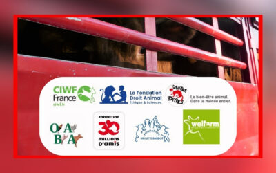 Révision de la législation européenne sur le transport d’animaux : Annie Genevard est-elle réellement ministre du bien-être animal ?