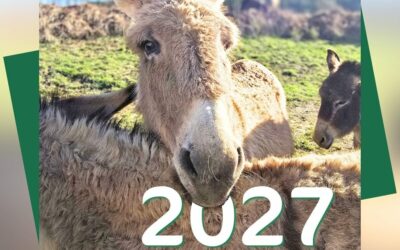 Calendrier 2027 : les précommandes sont ouvertes !